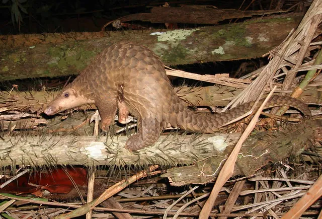 Een schubdier (pangolin) (archiefbeeld)