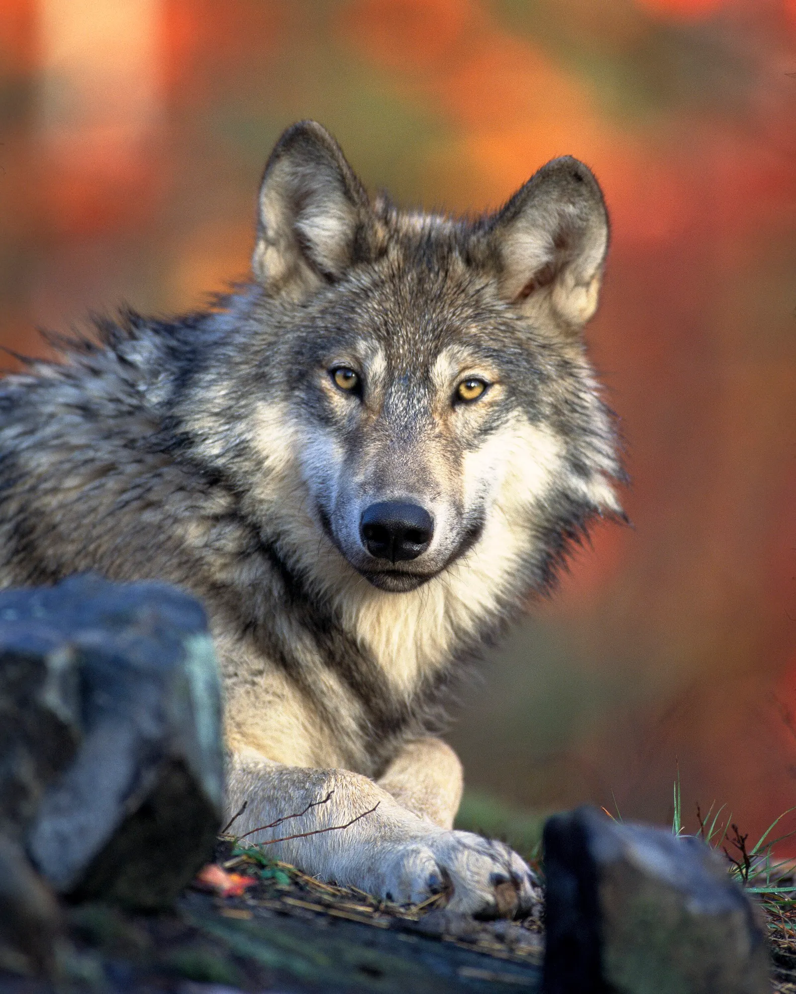 Een wolf (Canis lupus, ter illustratie)