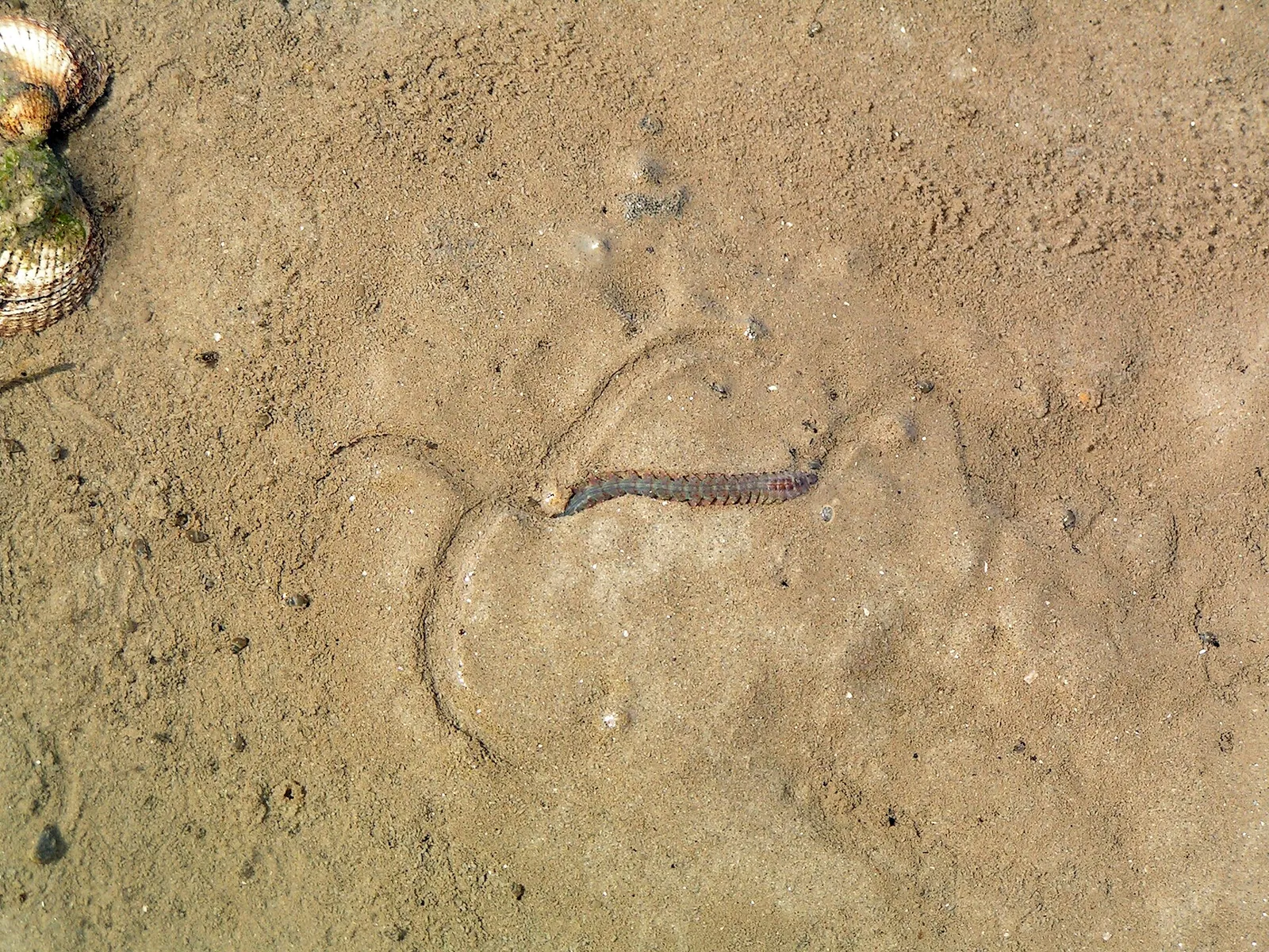Een zeeworm uit de familie van de borstelwormen (archiefbeeld, ter illustratie)