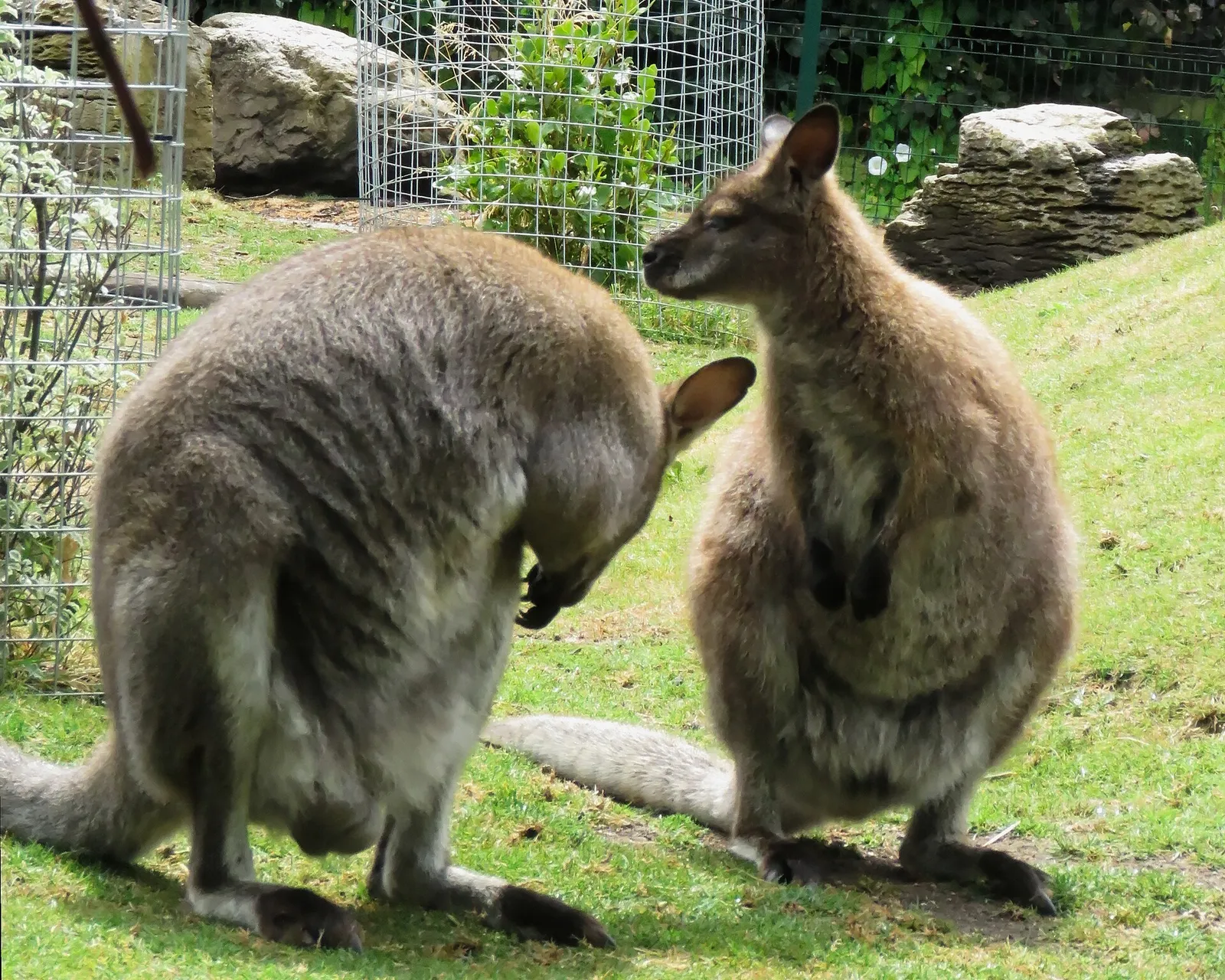 Een roodnekwallaby in het gras (archiefbeeld)