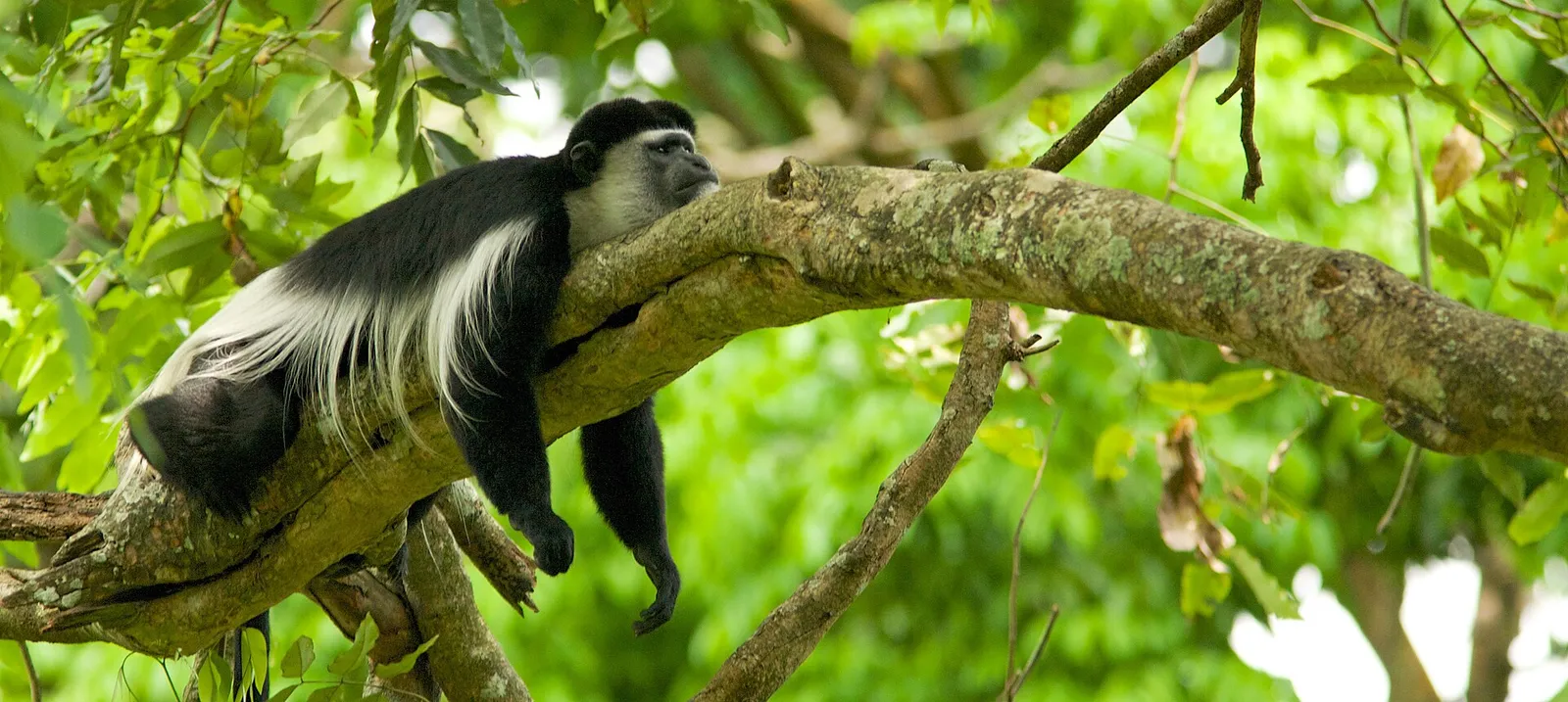 Een colobusaap; de nieuw beschreven soort is een verwante colobus (ter illustratie)