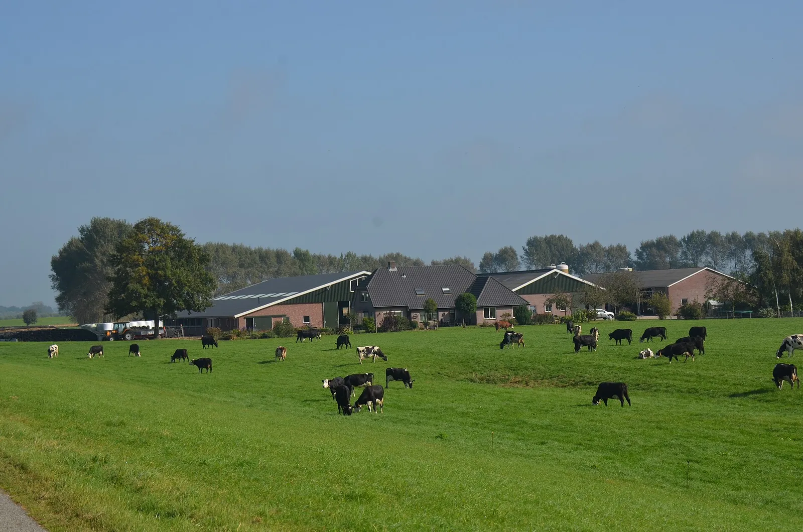 Boerderij en koeien in een Nederlands weiland (archiefbeeld)