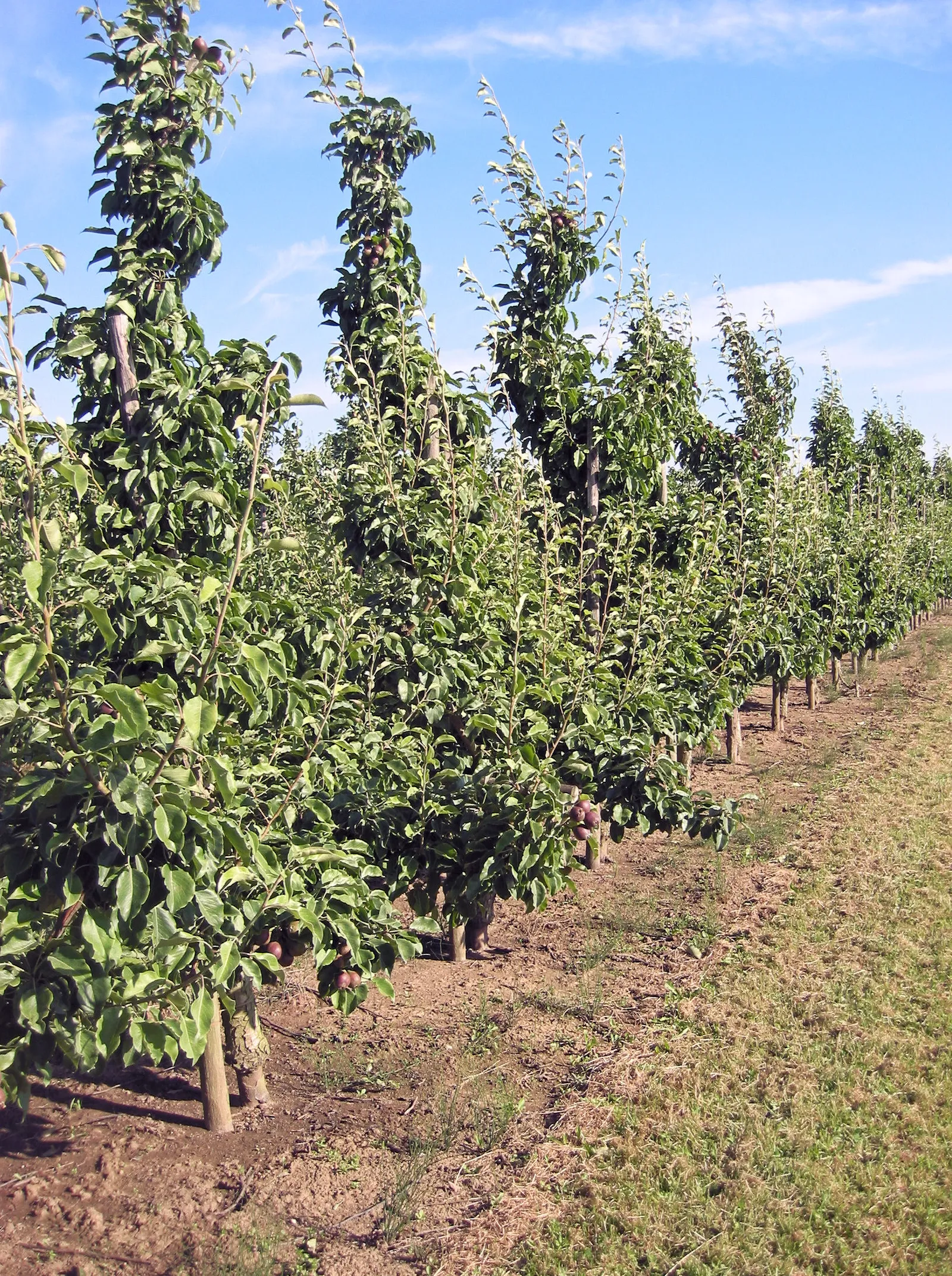 Peren aan de boom in een boomgaard (archiefbeeld)