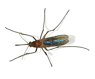 Een huismug (Culex pipiens) in close-up