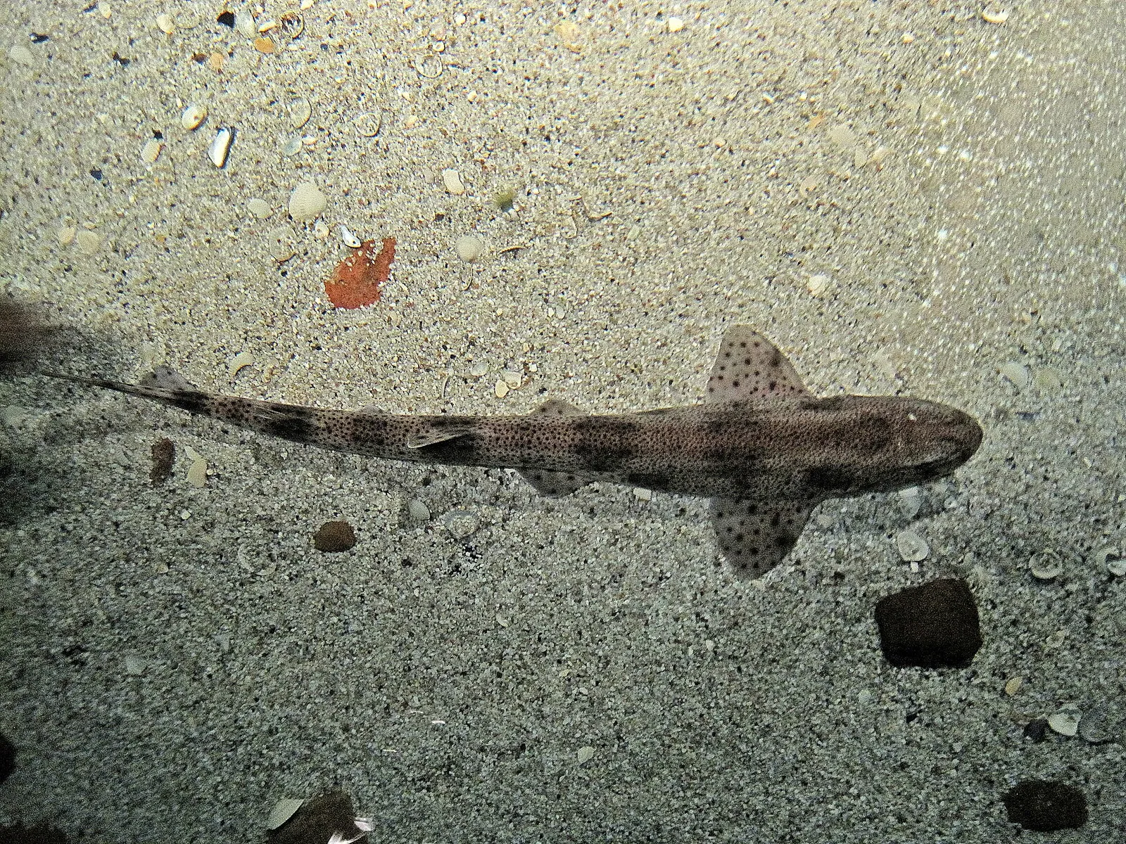 Een hondshaai, een van de kleine haaisoorten in de Noordzee